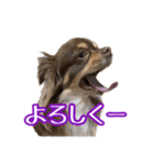 ちょこたんチワワのルイ（個別スタンプ：6）