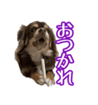 ちょこたんチワワのルイ（個別スタンプ：7）