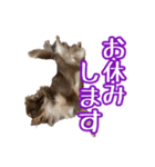 ちょこたんチワワのルイ（個別スタンプ：10）