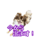 ちょこたんチワワのルイ（個別スタンプ：11）