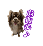 ちょこたんチワワのルイ（個別スタンプ：12）