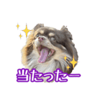 ちょこたんチワワのルイ（個別スタンプ：13）