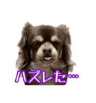 ちょこたんチワワのルイ（個別スタンプ：14）