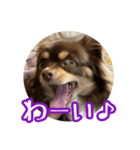 ちょこたんチワワのルイ（個別スタンプ：15）