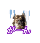 ちょこたんチワワのルイ（個別スタンプ：16）