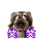 ちょこたんチワワのルイ（個別スタンプ：17）
