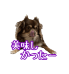 ちょこたんチワワのルイ（個別スタンプ：22）