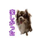 ちょこたんチワワのルイ（個別スタンプ：23）