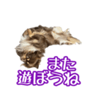 ちょこたんチワワのルイ（個別スタンプ：24）