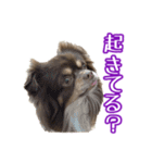 ちょこたんチワワのルイ（個別スタンプ：26）
