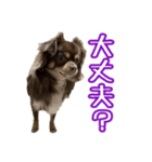 ちょこたんチワワのルイ（個別スタンプ：33）