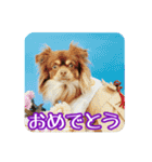 ちょこたんチワワのルイ（個別スタンプ：36）