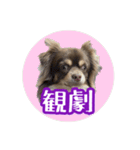 ちょこたんチワワのルイ（個別スタンプ：37）