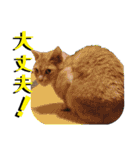 双子の猫がいる生活（個別スタンプ：3）