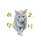 双子の猫がいる生活（個別スタンプ：13）