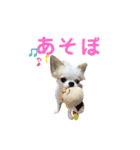 チワワのちろるちゃんスタンプ（個別スタンプ：12）