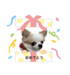 チワワのちろるちゃんスタンプ（個別スタンプ：17）