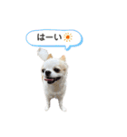 チワワのちろるちゃんスタンプ（個別スタンプ：19）