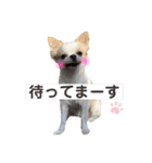 チワワのちろるちゃんスタンプ（個別スタンプ：21）