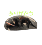 一日中毎日使える生き物スタンプ（個別スタンプ：11）