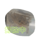 一日中毎日使える生き物スタンプ（個別スタンプ：16）