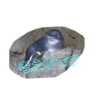 一日中毎日使える生き物スタンプ（個別スタンプ：17）