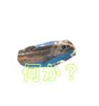 一日中毎日使える生き物スタンプ（個別スタンプ：20）