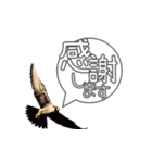 仕事するハヤブサ 野鳥好き専用スタンプ02（個別スタンプ：4）