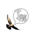 仕事するハヤブサ 野鳥好き専用スタンプ02（個別スタンプ：9）