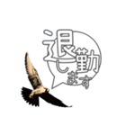 仕事するハヤブサ 野鳥好き専用スタンプ02（個別スタンプ：14）