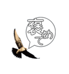 仕事するハヤブサ 野鳥好き専用スタンプ02（個別スタンプ：29）