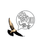 仕事するハヤブサ 野鳥好き専用スタンプ02（個別スタンプ：33）