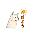 秋田犬 ハクくんの日常（個別スタンプ：5）