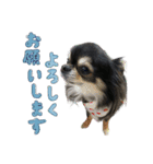 ちわわのあずき（個別スタンプ：5）