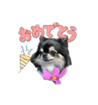ちわわのあずき（個別スタンプ：9）
