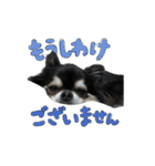 ちわわのあずき（個別スタンプ：13）