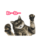 実写！猫殿スタンプ（個別スタンプ：1）