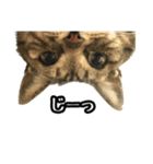 実写！猫殿スタンプ（個別スタンプ：2）