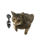 実写！猫殿スタンプ（個別スタンプ：3）