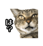 実写！猫殿スタンプ（個別スタンプ：7）