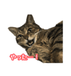実写！猫殿スタンプ（個別スタンプ：9）