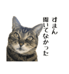 実写！猫殿スタンプ（個別スタンプ：10）