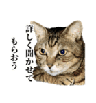 実写！猫殿スタンプ（個別スタンプ：12）