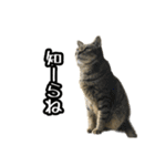 実写！猫殿スタンプ（個別スタンプ：14）