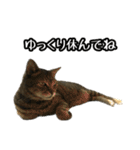 実写！猫殿スタンプ（個別スタンプ：15）