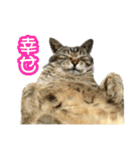 実写！猫殿スタンプ（個別スタンプ：16）