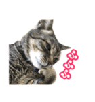 実写！猫殿スタンプ（個別スタンプ：17）
