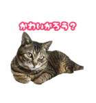実写！猫殿スタンプ（個別スタンプ：18）
