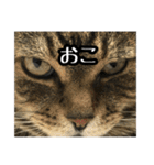 実写！猫殿スタンプ（個別スタンプ：20）