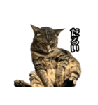 実写！猫殿スタンプ（個別スタンプ：21）